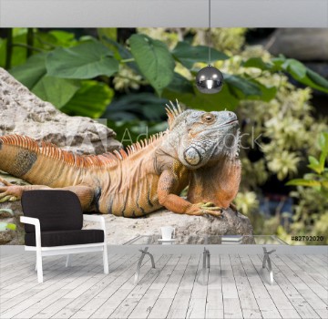 Picture of large iguana
